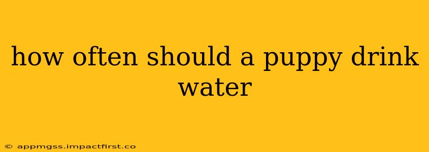 how often should a puppy drink water