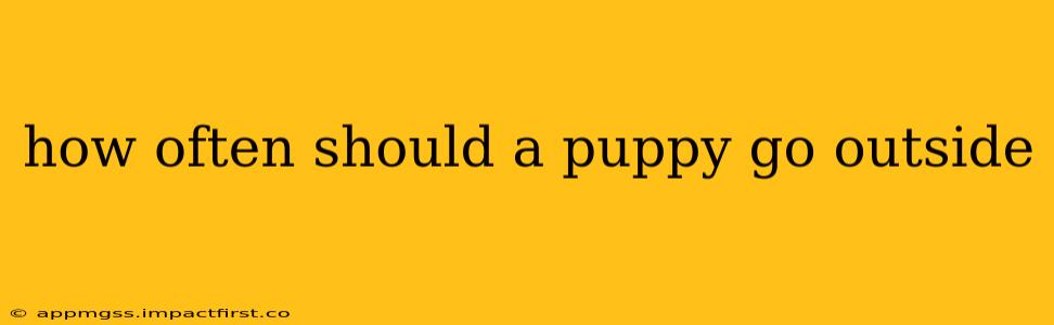 how often should a puppy go outside