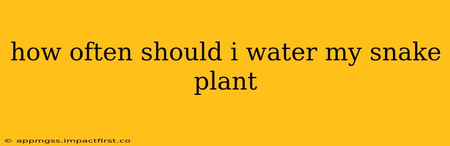 how often should i water my snake plant