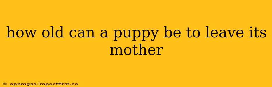 how old can a puppy be to leave its mother