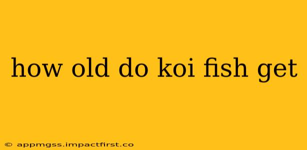 how old do koi fish get