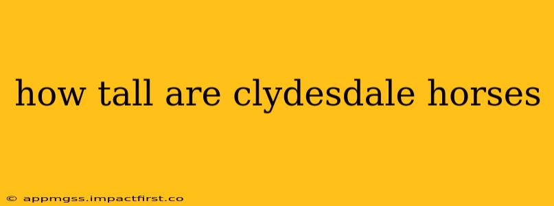 how tall are clydesdale horses