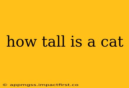 how tall is a cat