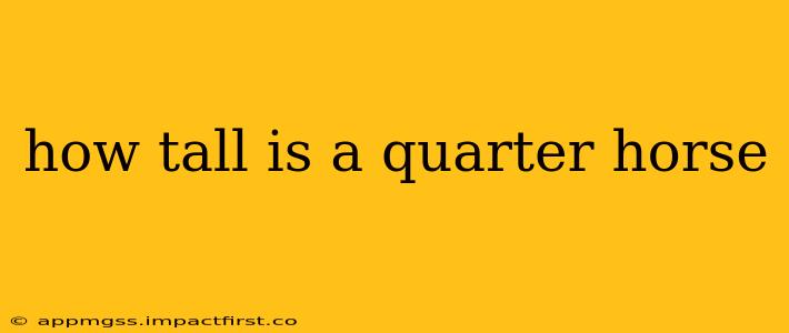 how tall is a quarter horse