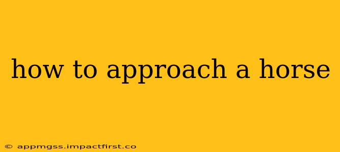 how to approach a horse