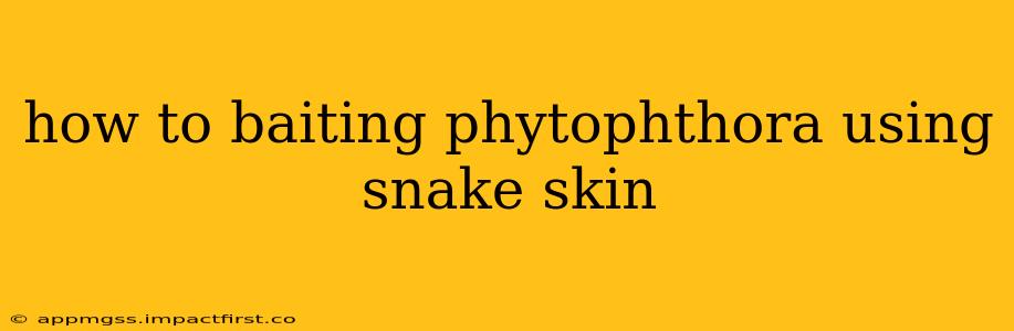 how to baiting phytophthora using snake skin