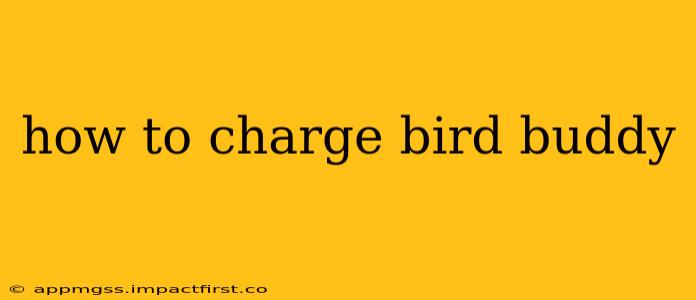 how to charge bird buddy
