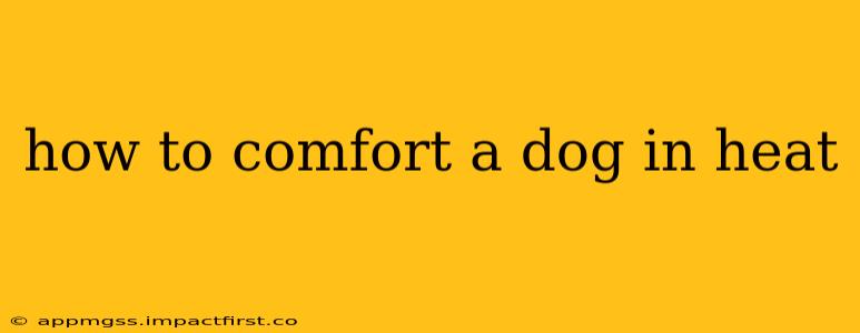 how to comfort a dog in heat
