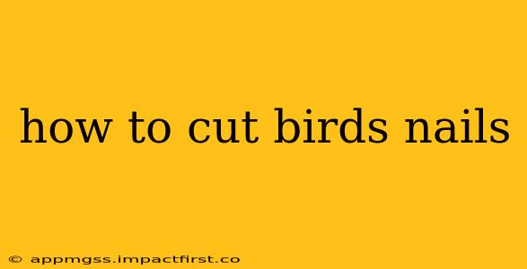 how to cut birds nails