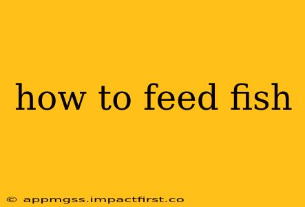 how to feed fish