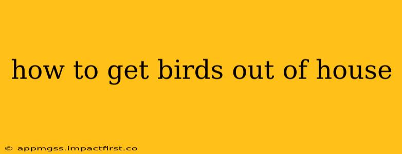 how to get birds out of house