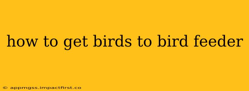 how to get birds to bird feeder