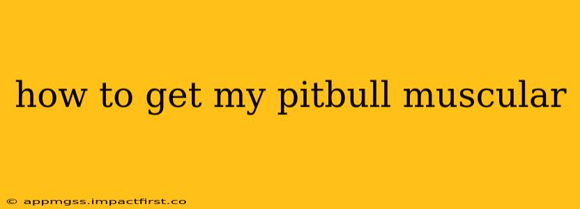 how to get my pitbull muscular