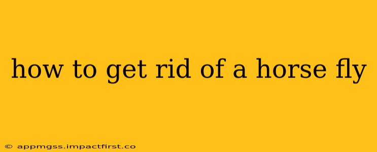 how to get rid of a horse fly