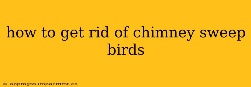 how to get rid of chimney sweep birds