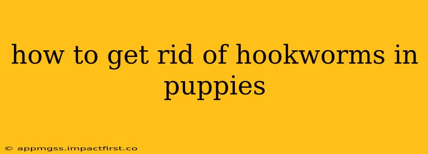 how to get rid of hookworms in puppies