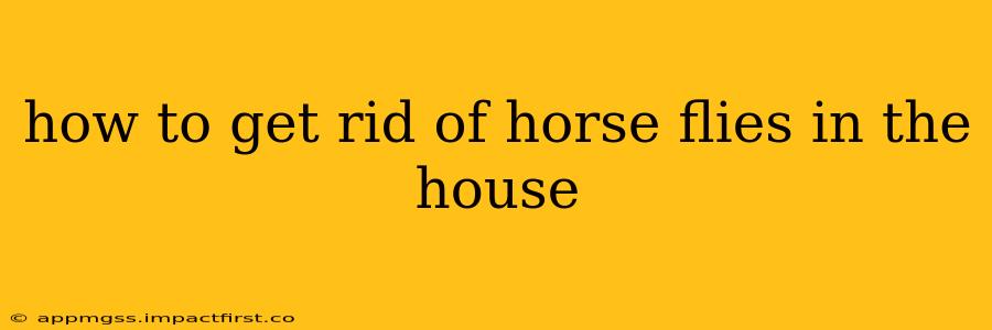 how to get rid of horse flies in the house