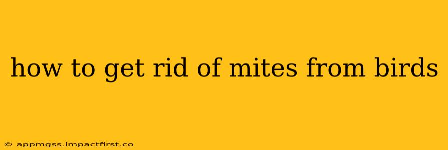 how to get rid of mites from birds