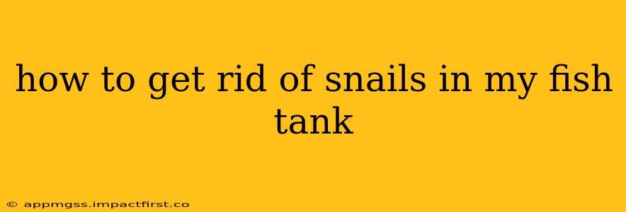 how to get rid of snails in my fish tank