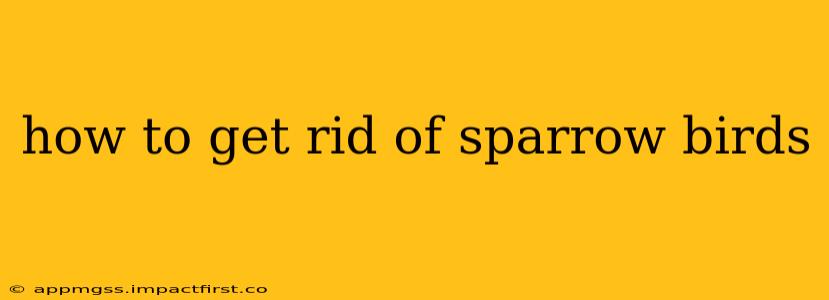 how to get rid of sparrow birds