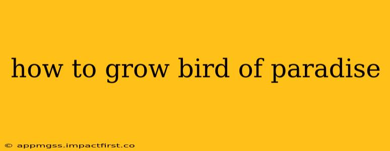 how to grow bird of paradise
