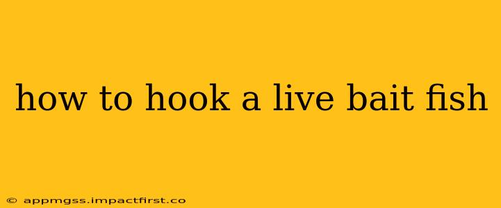 how to hook a live bait fish
