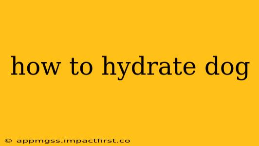 how to hydrate dog