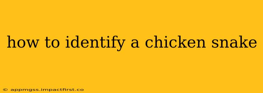 how to identify a chicken snake