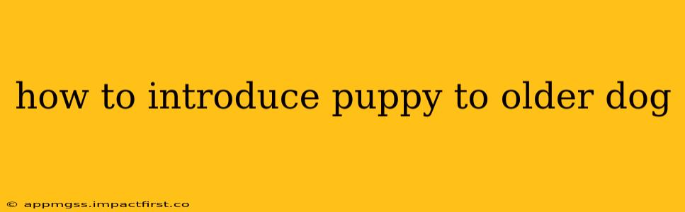 how to introduce puppy to older dog