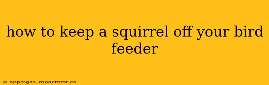 how to keep a squirrel off your bird feeder