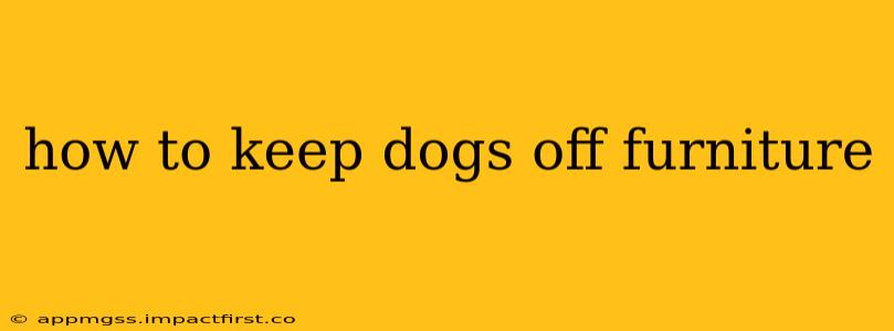 how to keep dogs off furniture