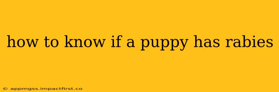 how to know if a puppy has rabies