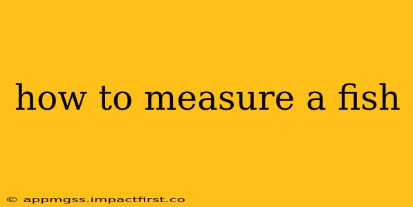 how to measure a fish