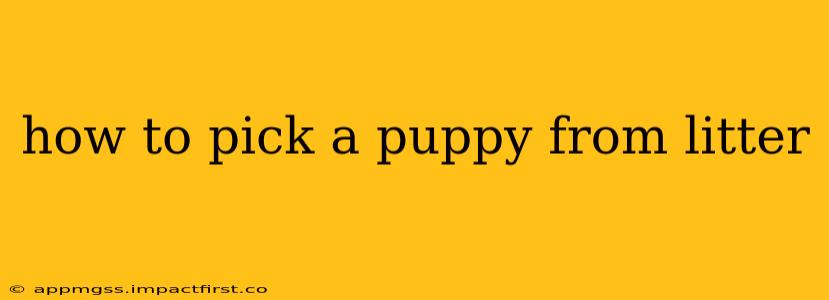how to pick a puppy from litter