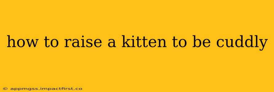 how to raise a kitten to be cuddly