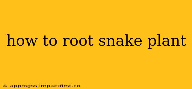 how to root snake plant