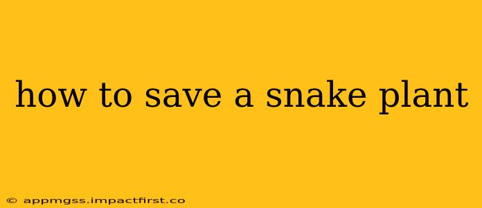 how to save a snake plant