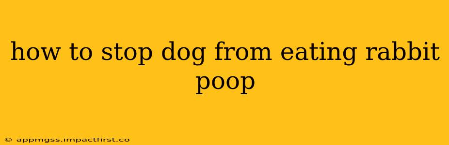 how to stop dog from eating rabbit poop