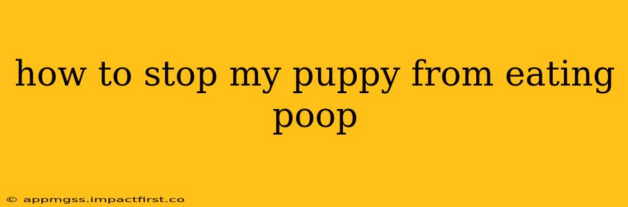 how to stop my puppy from eating poop