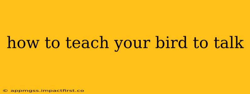 how to teach your bird to talk