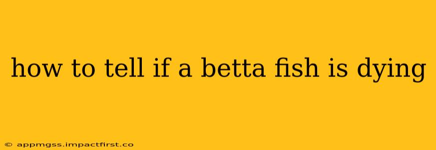 how to tell if a betta fish is dying