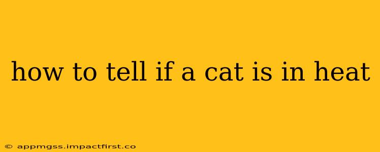 how to tell if a cat is in heat