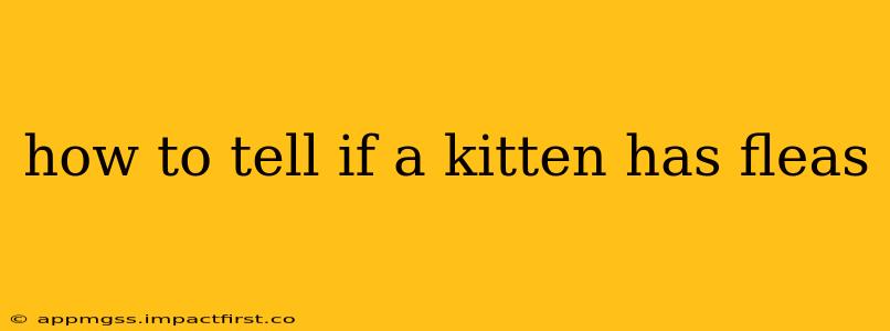 how to tell if a kitten has fleas