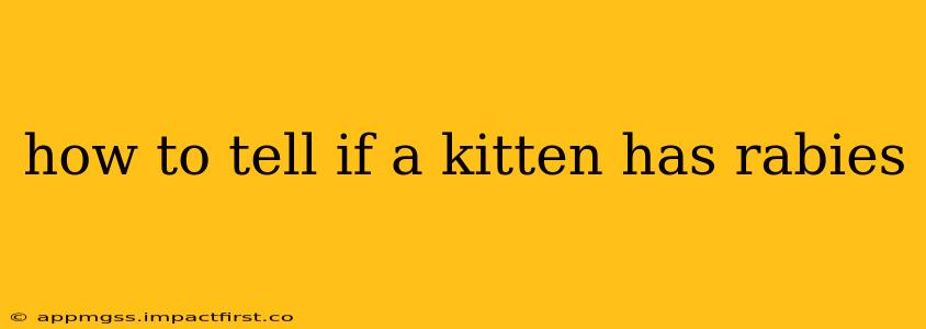 how to tell if a kitten has rabies