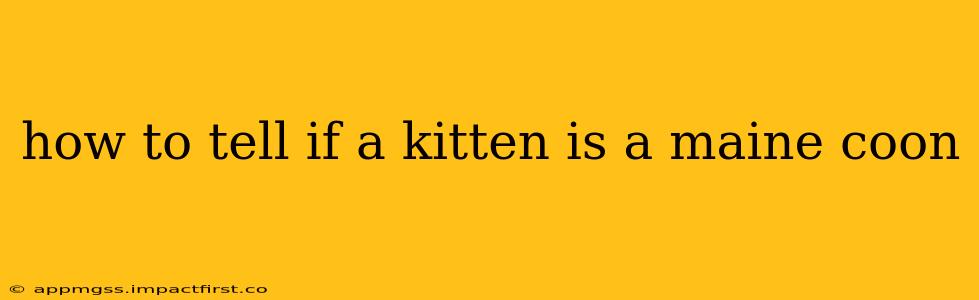 how to tell if a kitten is a maine coon