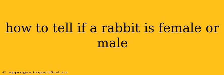 how to tell if a rabbit is female or male