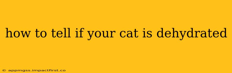 how to tell if your cat is dehydrated