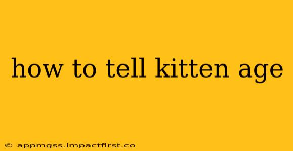 how to tell kitten age