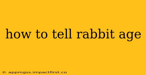 how to tell rabbit age