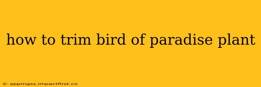 how to trim bird of paradise plant
